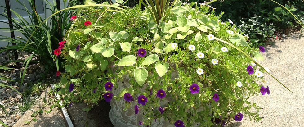 Container-Planting